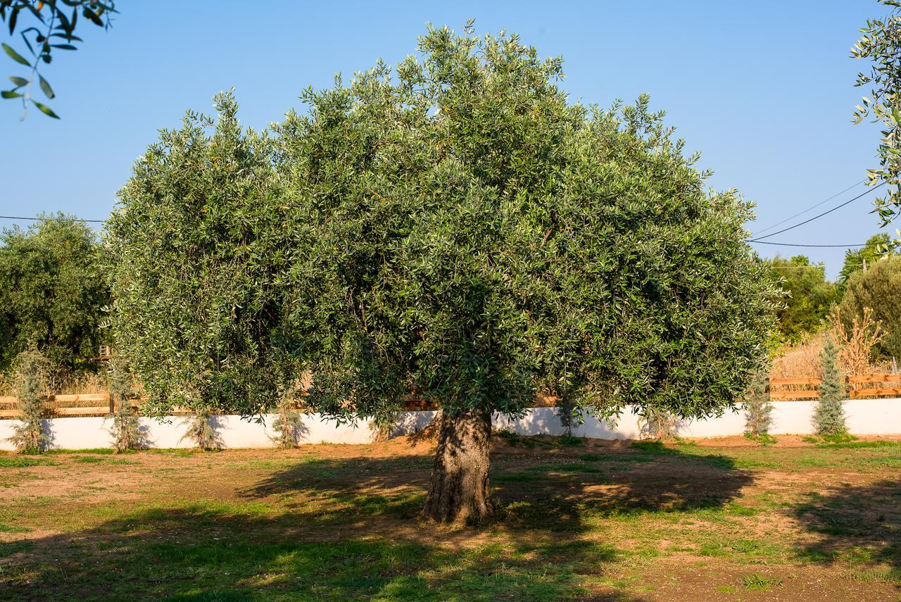 Olive Land Villas Лименария Экстерьер фото